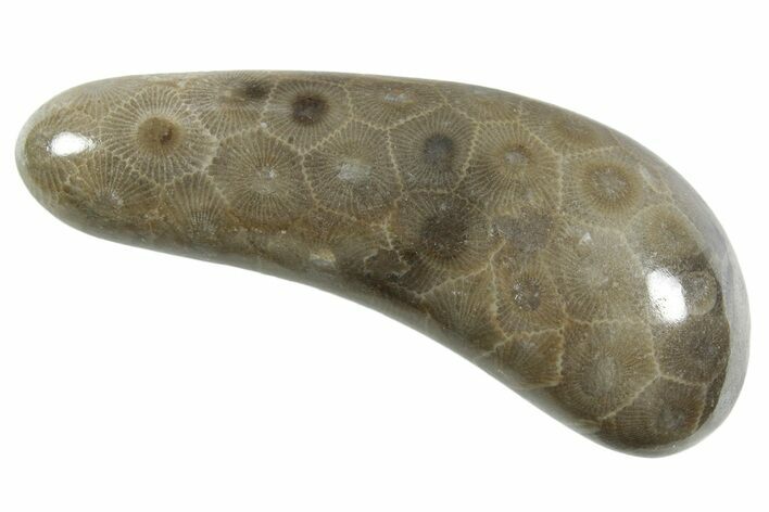 Polished Petoskey Stone (Fossil Coral) - Michigan #348574